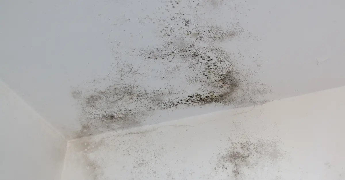 Close-up of a white ceiling and upper wall corner with extensive black mold growth and water damage stains.
